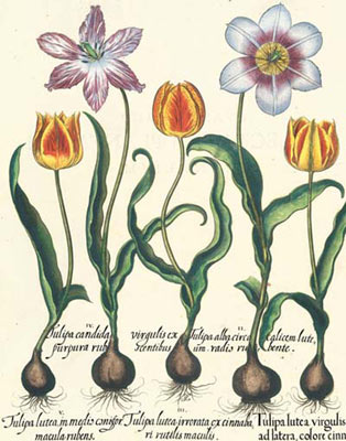 tavola botanica besler tulipano