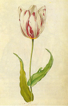 tulipomania