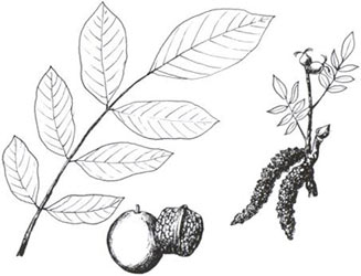 noci per nocino