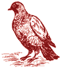 piccione in salmi