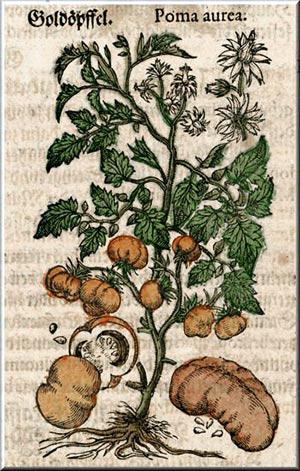 storai pomodoro cucina