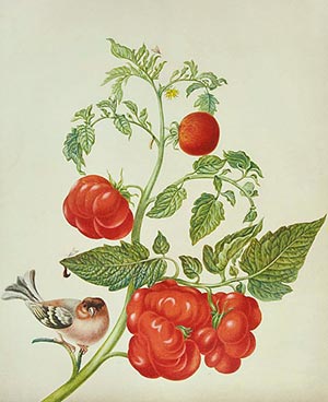 storia del pomodoro