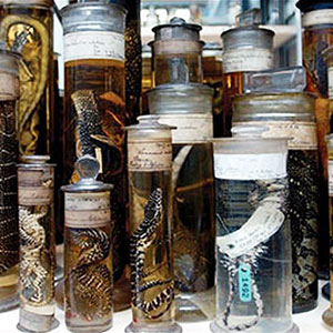 La curiosità, le curiosità e i curiosi