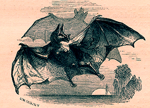 vampiri ungheria seicento