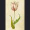Tulipomania